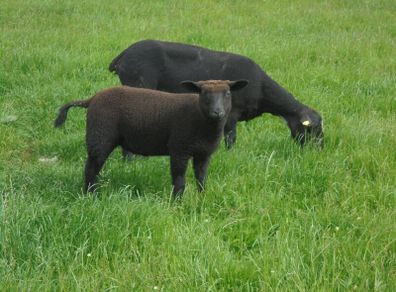 Hoggets , Ewes with Lambs