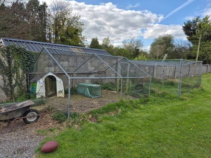 Chicken run,rabbit run