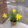 Mixed day lillies Image 8