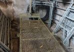 sheep trimming table