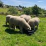 Dorset Ram Lambs Image 2