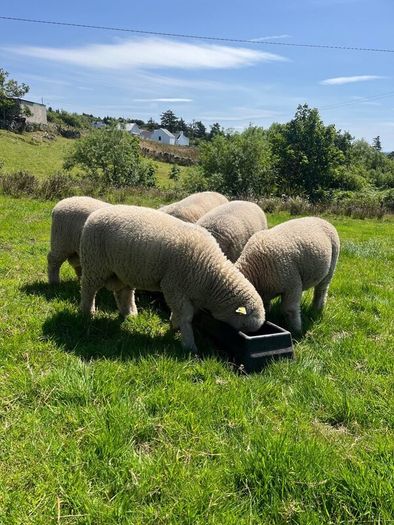 Dorset Ram Lambs