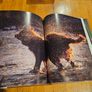 Just Dogs. A Literary And Photographic Tribut To The Great Hunting Breeds. First Edition Large Volume Hardback With Dustjacket In Good Condition.  See Photos For Same. Image 6