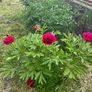 Peony flower Image 8
