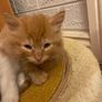 Kittens for adoption Image 6