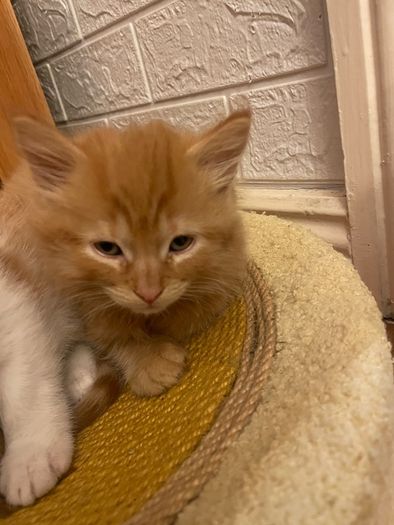 Kittens for adoption