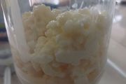 Kefir grains