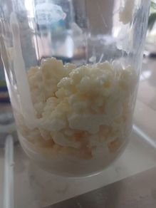 Kefir grains