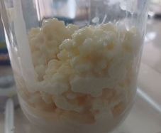 Kefir grains