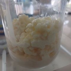 Kefir grains