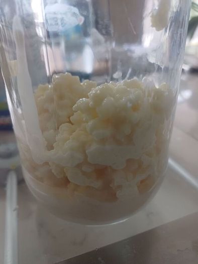 Kefir grains