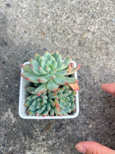 plant