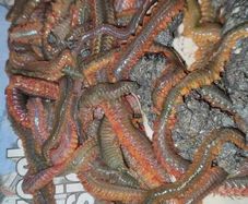 Ragworms for fishing