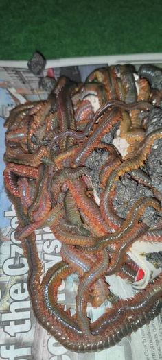 Ragworms for fishing