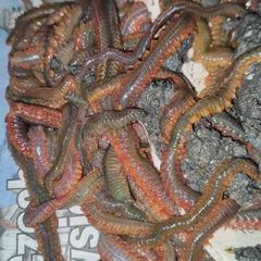 Ragworms for fishing