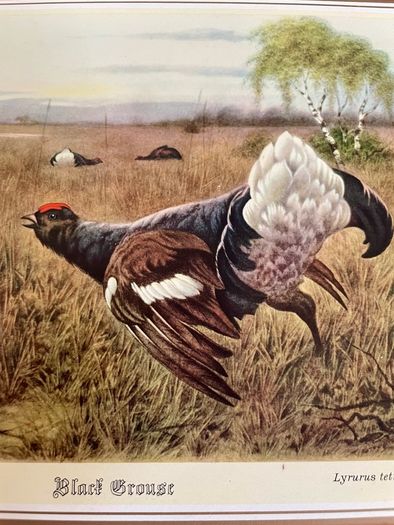 Six Traditional 20th Century Placemats by Pimpernel Gamebirds