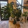Monstera Image 2