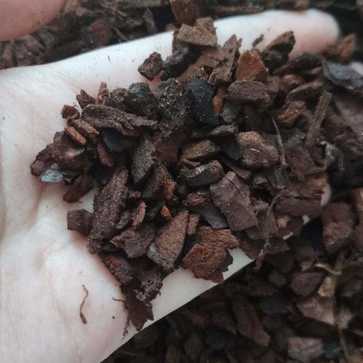 Orchid Pine Bark