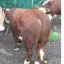 PBR Hereford Image 9