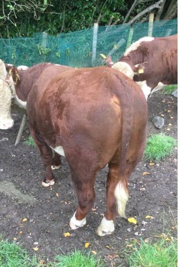 PBR Hereford