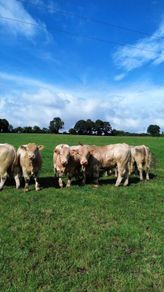 Charolais bulls for sale