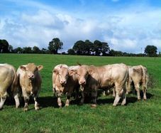 Charolais bulls for sale
