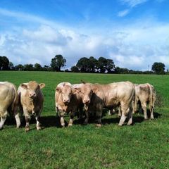 Charolais bulls for sale