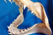 Can post Mako Shark jaw taxidermy