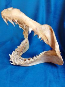Can post Mako Shark jaw taxidermy