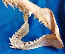 Can post Mako Shark jaw taxidermy