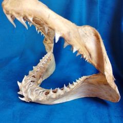 Can post Mako Shark jaw taxidermy