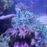 red sea reefer g2 250 Image 5