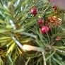 Small Christmas Wreath with Battery Lights Image 3