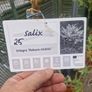 flamingo tree's Salix  willow Image 6