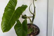 Rare houseplant Philodendron Paraiso Verde