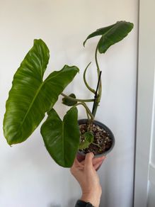 Rare houseplant Philodendron Paraiso Verde