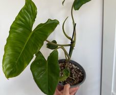 Rare houseplant Philodendron Paraiso Verde