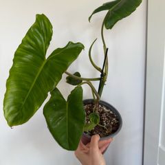 Rare houseplant Philodendron Paraiso Verde