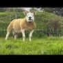 Pedigree shearling rams Image 4