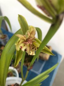 Cymbidium orchids