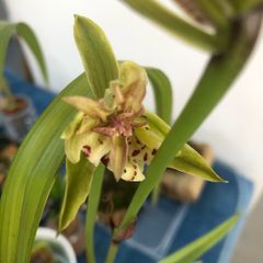 Cymbidium orchids