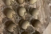 Button quail hatching eggs