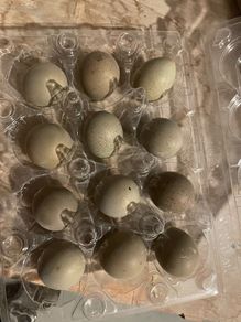 Button quail hatching eggs