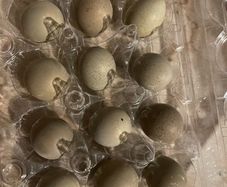 Button quail hatching eggs