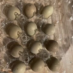 Button quail hatching eggs