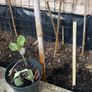 Cabbage plants Image 3