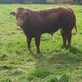 hybrid weanling bulls x PBR limousin cows Image 3