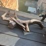 Drift wood & Aquasky LED lamp Image 4