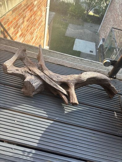 Drift wood & Aquasky LED lamp