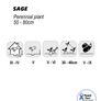 (S) Sage Seeds 1g (882914) Image 3